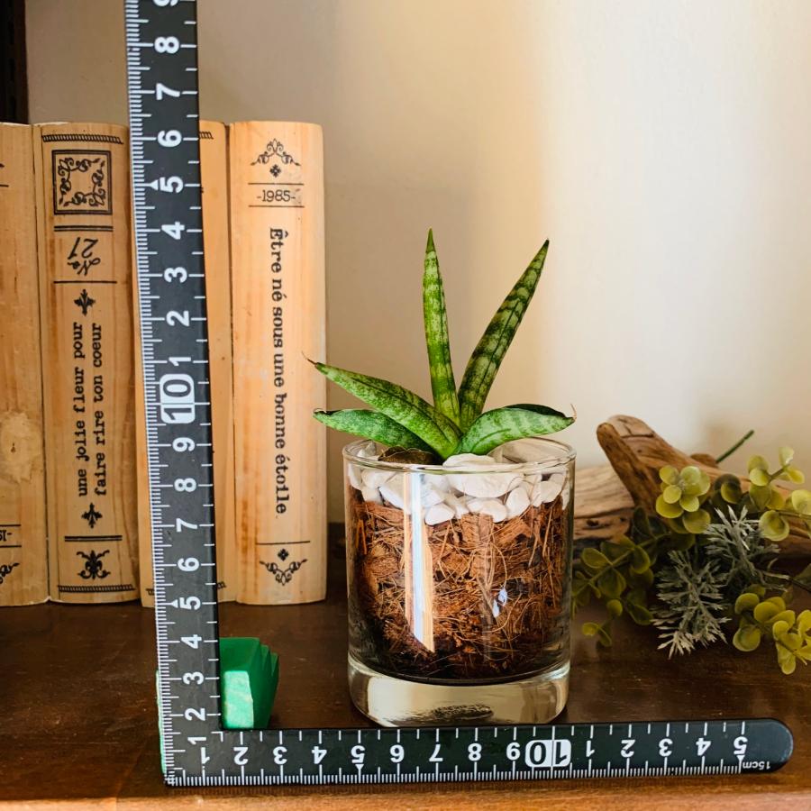 サンスベリア　ボンセレンシス　ヤシの実チップ植え　ベラボン植え　　ロックグラス　観葉植物　多肉植物　おしゃれ　インテリア　引っ越し　ギフト |  | 03