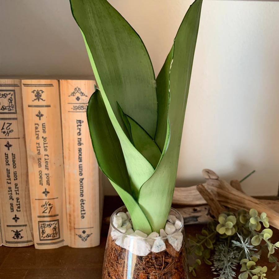 サンスベリア　シルバーキング　ヤシの実チップ植え　ベラボン植え　　ラウンドグラス　観葉植物　多肉植物　おしゃれ　インテリア　引っ越し　ギフト |  | 01