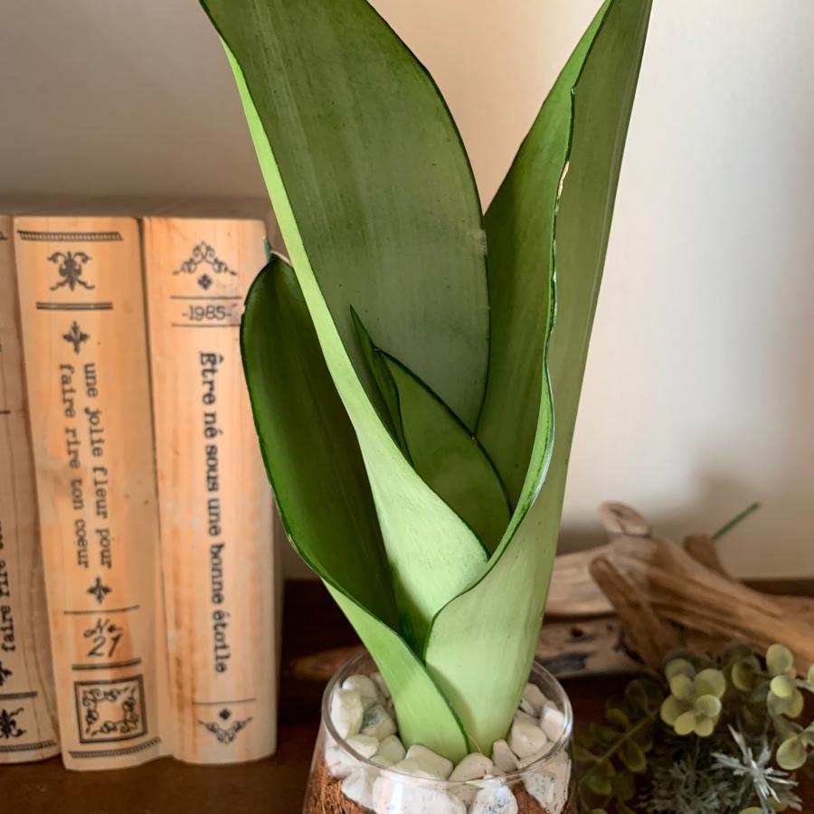 サンスベリア　シルバーキング　ヤシの実チップ植え　ベラボン植え　　ラウンドグラス　観葉植物　多肉植物　おしゃれ　インテリア　引っ越し　ギフト |  | 02