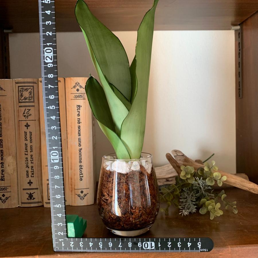 サンスベリア　シルバーキング　ヤシの実チップ植え　ベラボン植え　　ラウンドグラス　観葉植物　多肉植物　おしゃれ　インテリア　引っ越し　ギフト |  | 03