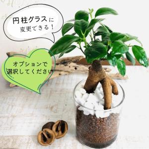 サンスベリア　シルバーキング　ヤシの実チップ植え　ベラボン植え　　ラウンドグラス　観葉植物　多肉植物　おしゃれ　インテリア　引っ越し　ギフト |  | 04