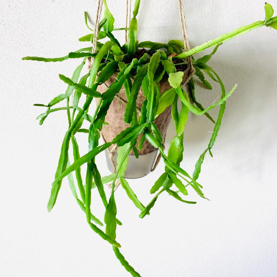 おしゃれ　観葉植物　吊り下げ　リプサリス　ラウヒフォルム　ハンキングアロマ鉢　4号　受け皿キャップ付き　インテリア　多肉植物　引っ越し　 |  | 01