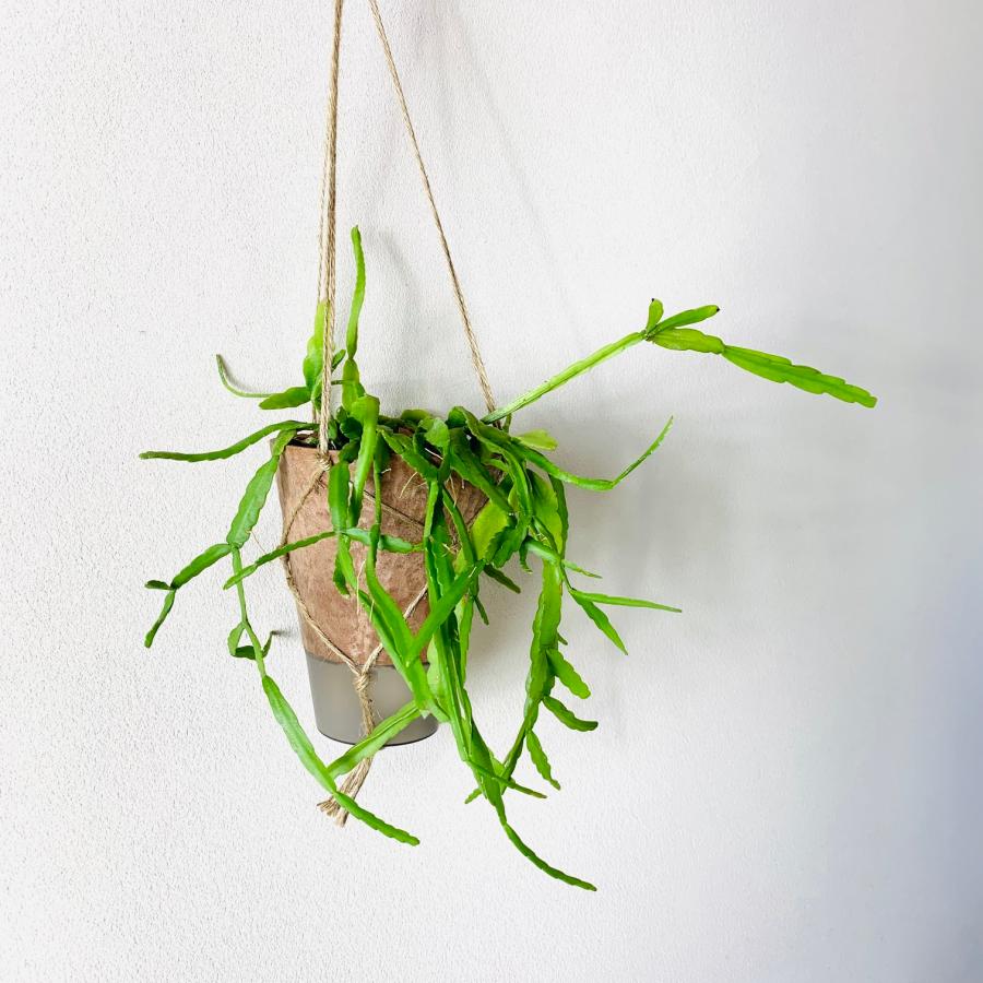 おしゃれ　観葉植物　吊り下げ　リプサリス　ラウヒフォルム　ハンキングアロマ鉢　4号　受け皿キャップ付き　インテリア　多肉植物　引っ越し　 |  | 02