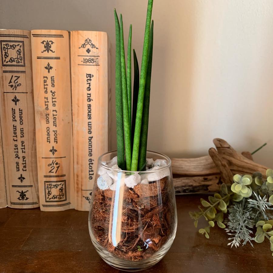 サンスベリア　ファンウッド・ミカド　ヤシの実チップ植え　ベラボン植え　ラウンドグラス　観葉植物　多肉植物　おしゃれ　インテリア　引っ越し　ギフト |  | 01