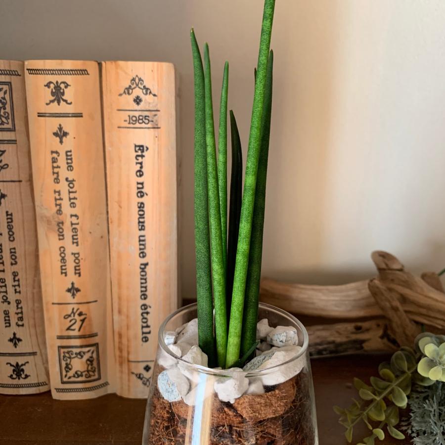 サンスベリア　ファンウッド・ミカド　ヤシの実チップ植え　ベラボン植え　ラウンドグラス　観葉植物　多肉植物　おしゃれ　インテリア　引っ越し　ギフト |  | 02