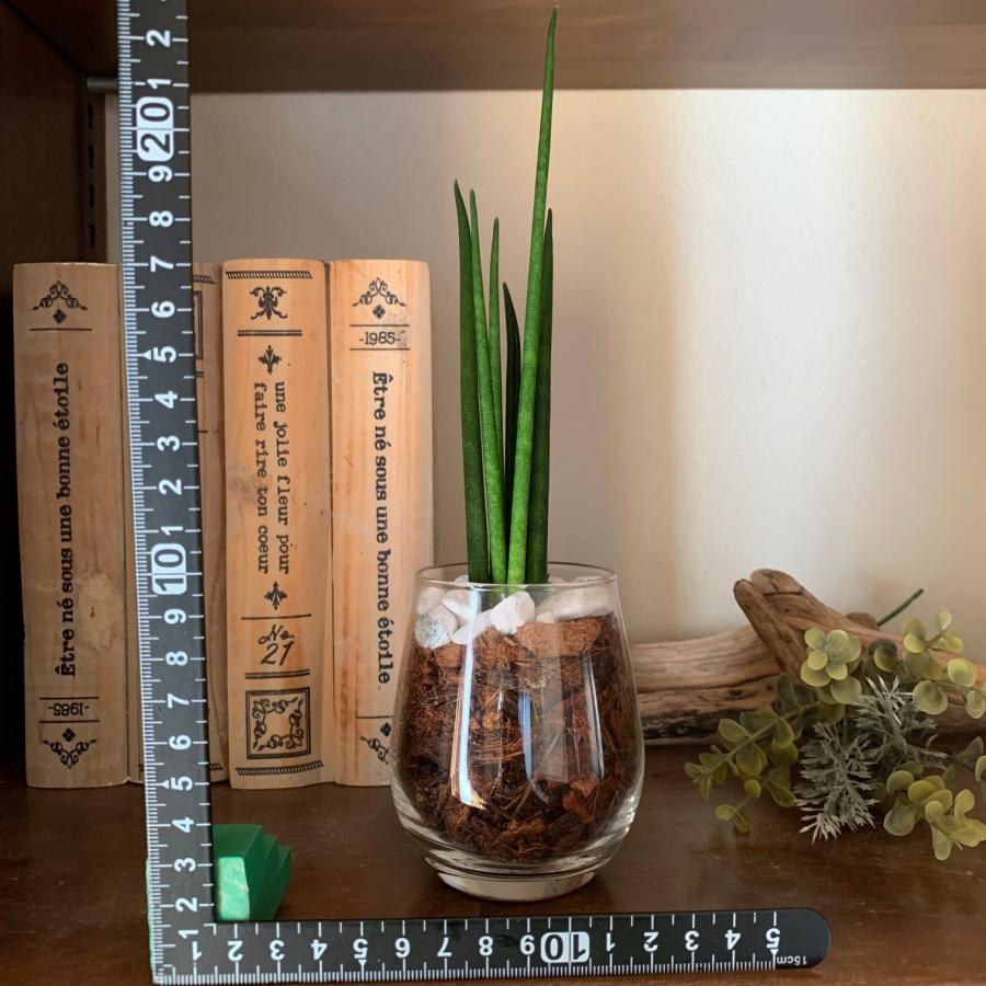 サンスベリア　ファンウッド・ミカド　ヤシの実チップ植え　ベラボン植え　ラウンドグラス　観葉植物　多肉植物　おしゃれ　インテリア　引っ越し　ギフト |  | 03