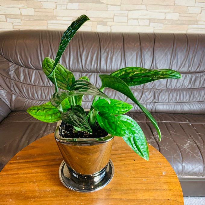 5号　メタリック　シルバースクエア鉢　受け皿付き　おしゃれ　観葉植物　　室内　引っ越し　ギフト |  | 03