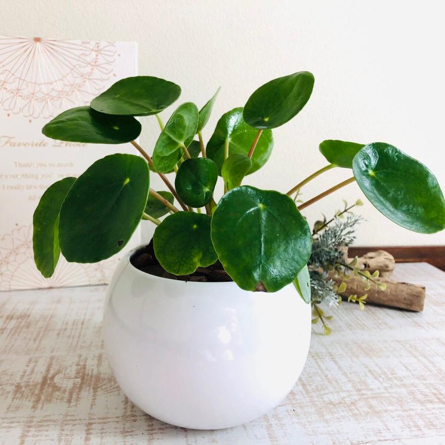 4号　たまご鉢　受け皿付き　おしゃれ　観葉植物　　室内　引っ越し　ギフト |  | 02