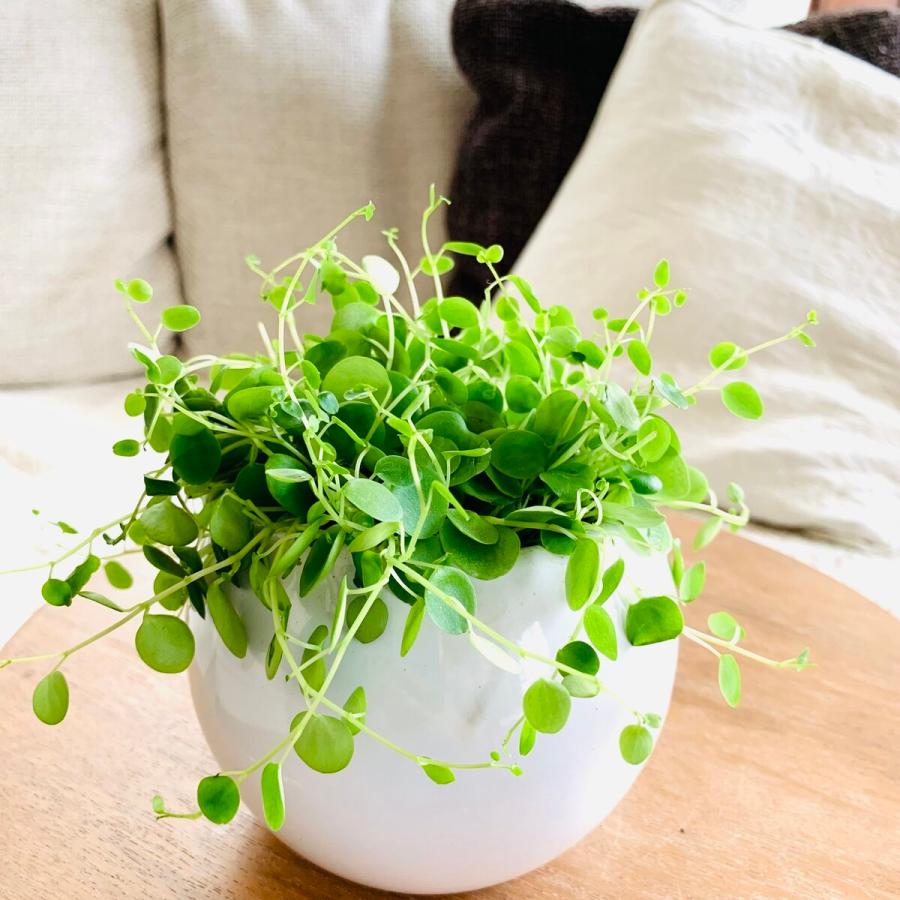 4号　たまご鉢　受け皿付き　おしゃれ　観葉植物　　室内　引っ越し　ギフト |  | 03