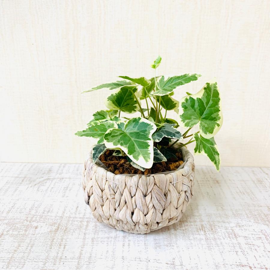 バスケット　おしゃれ　観葉植物　　室内　引っ越し　ギフト |  | 03