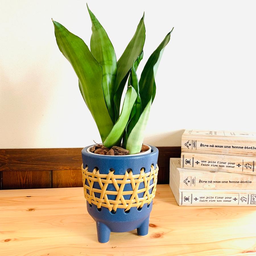 ラタン　青　おしゃれ　観葉植物　　室内　引っ越し　ギフト |  | 03