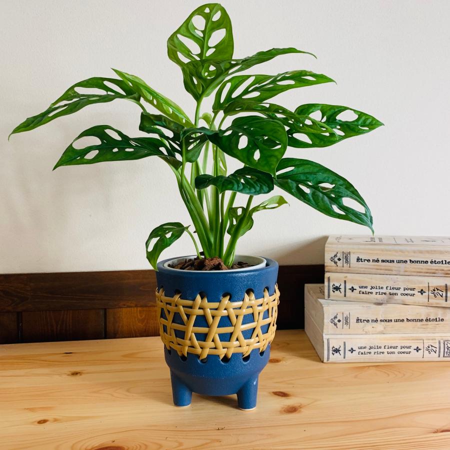 ラタン　青　おしゃれ　観葉植物　　室内　引っ越し　ギフト |  | 04