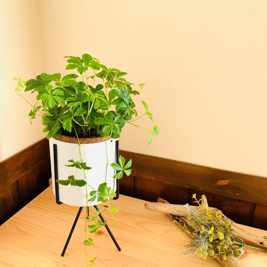 スタンド鉢　Mサイズ　おしゃれ　観葉植物　　室内　引っ越し　ギフト |  | 03