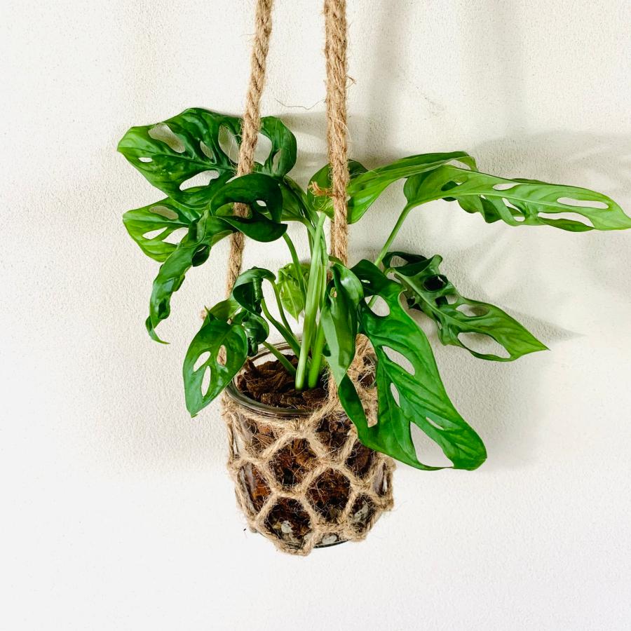 グラスハンキング　おしゃれ　観葉植物　　室内　引っ越し　ギフト　吊るす　壁掛け |  | 03