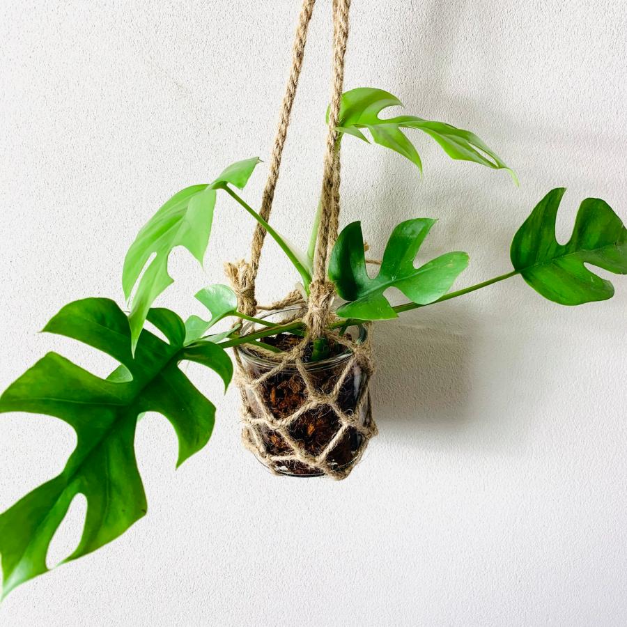 グラスハンキング　おしゃれ　観葉植物　　室内　引っ越し　ギフト　吊るす　壁掛け |  | 04