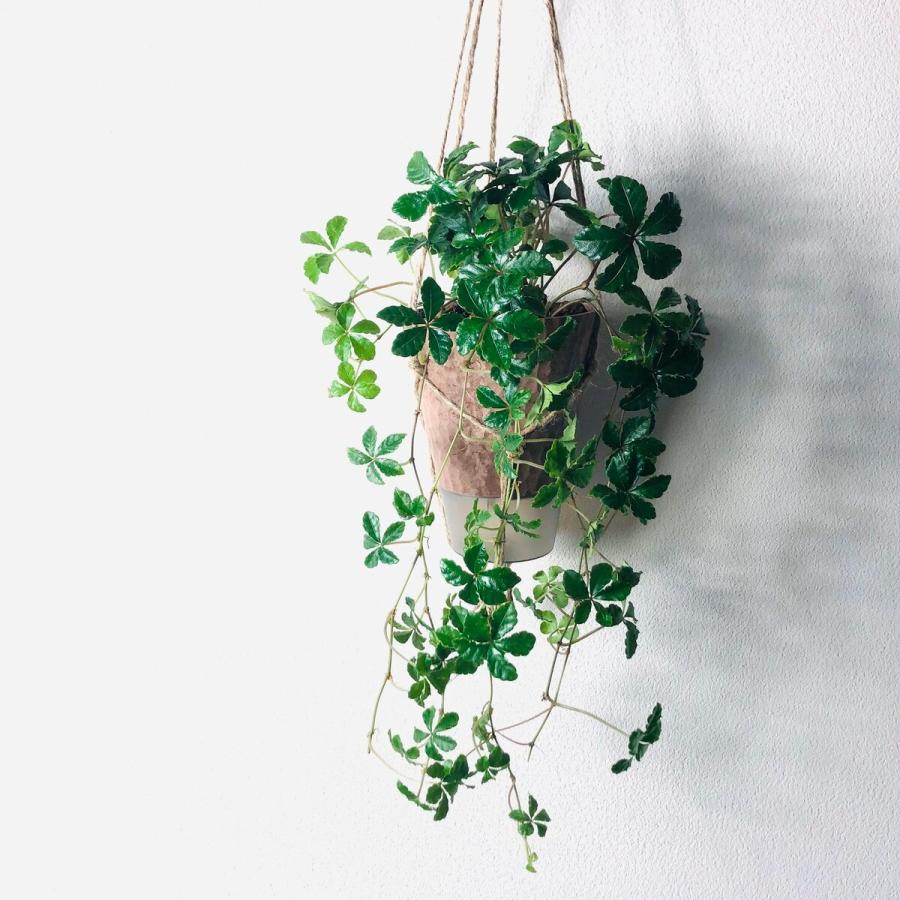 おしゃれ　観葉植物　吊り下げ　 シュガーバイン　ボリュームいっぱい 　木の香りがする鉢　4号　壁掛け　インテリア |  | 01