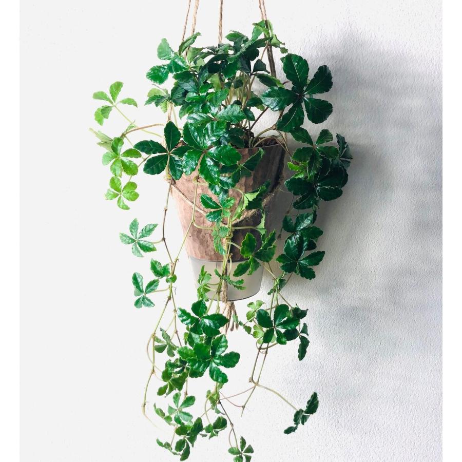おしゃれ　観葉植物　吊り下げ　 シュガーバイン　ボリュームいっぱい 　木の香りがする鉢　4号　壁掛け　インテリア |  | 02