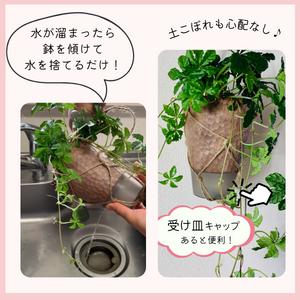 観葉植物　吊り下げ　 シュガーバイン　ボリュームいっぱい 　木の香りがする鉢　4号　壁掛け　インテリア｜kpp｜05