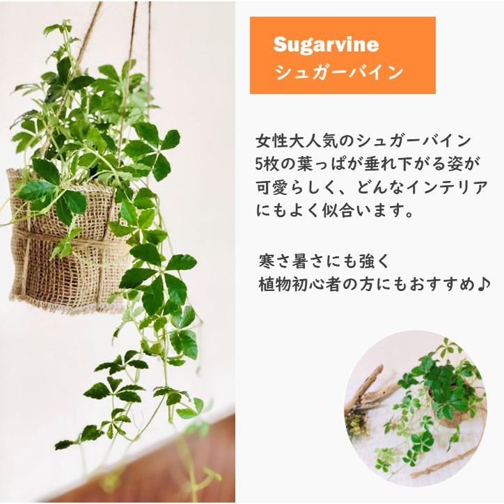 おしゃれ　観葉植物　吊り下げ　 シュガーバイン　ボリュームいっぱい 　木の香りがする鉢　4号　壁掛け　インテリア |  | 06