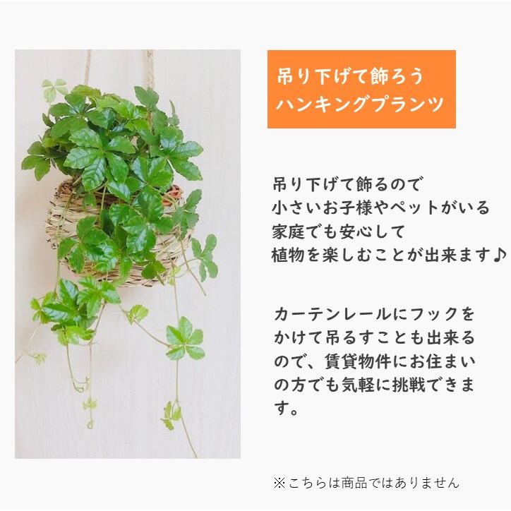 観葉植物　吊り下げ　 シュガーバイン　ボリュームいっぱい 　木の香りがする鉢　4号　壁掛け　インテリア｜kpp｜08