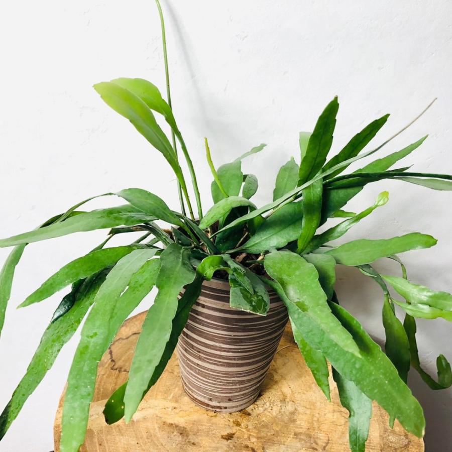 エピフィルム プミラム 5号ロング鉢 ブラウン 受け皿付き 観葉植物 多肉植物 インテリア ギフト 開店祝い 5long Blown Pumilum Lovely Pocket 通販 Yahoo ショッピング