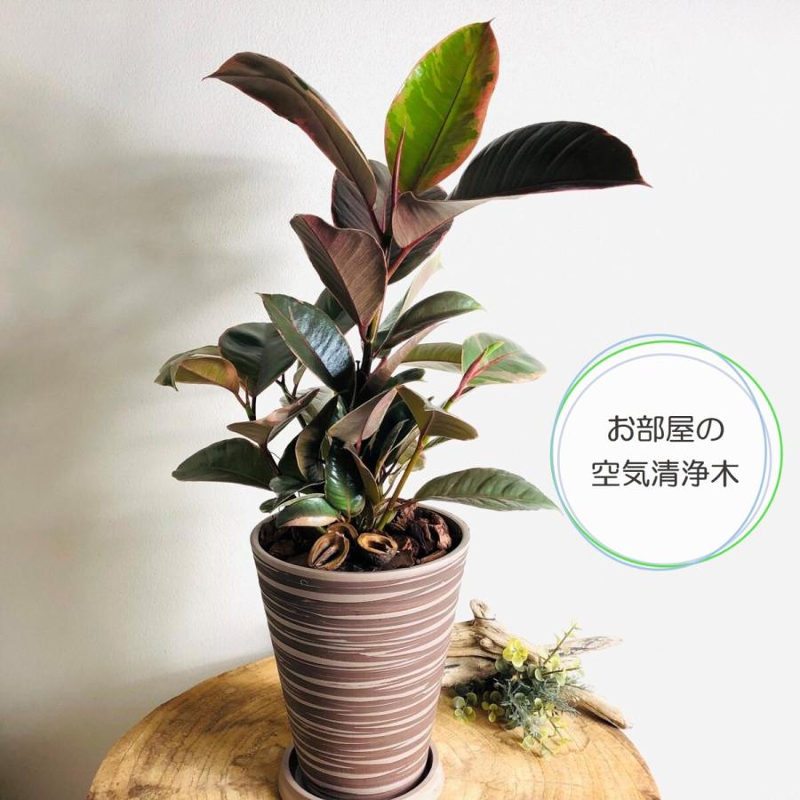 美しいゴムの木 フィカス ルビー 5号ロング鉢 ブラウン 受け皿付き 観葉植物 インテリア 引っ越し祝い 開店祝い 結婚祝い 5long Blown Ruby Lovely Pocket 通販 Yahoo ショッピング