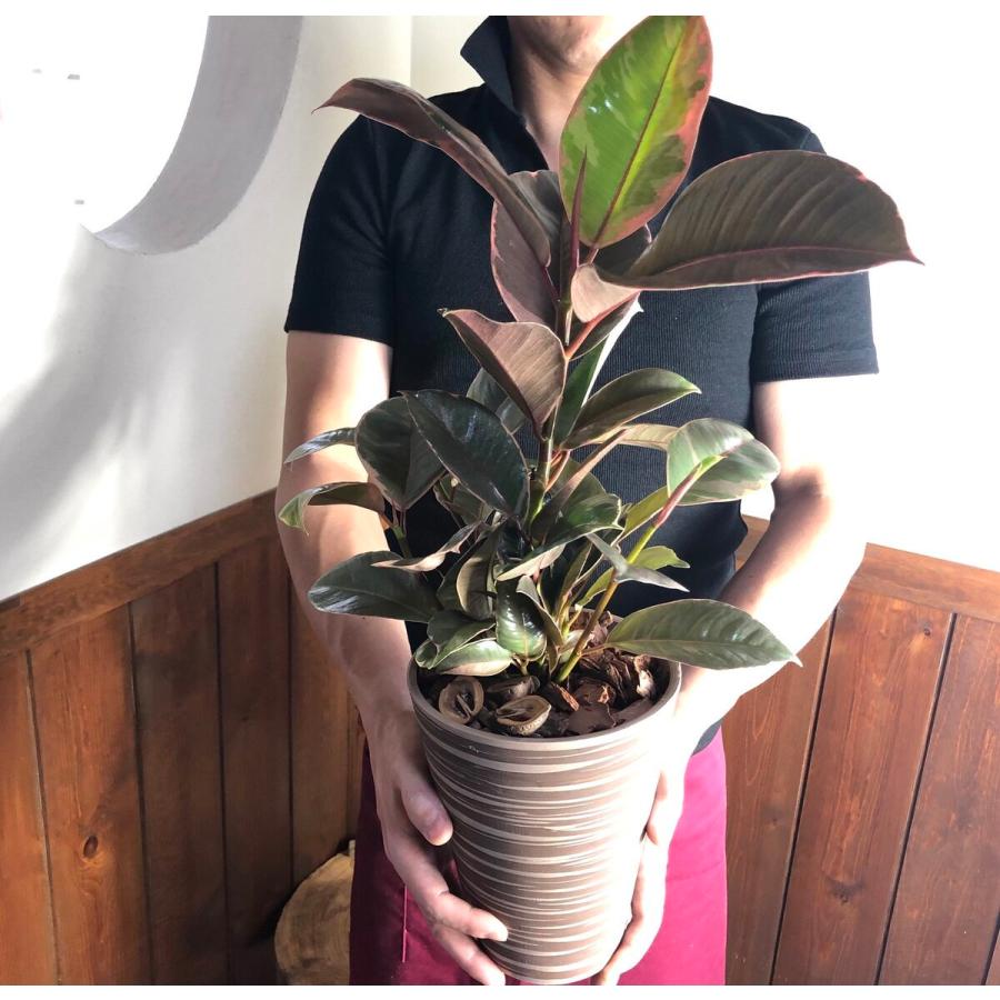 開催中 ウンベラータ フィカス 5号2鉢セット ルビー フィカス 植物 観葉植物 インテリア 住まい 小物 Belvtor By