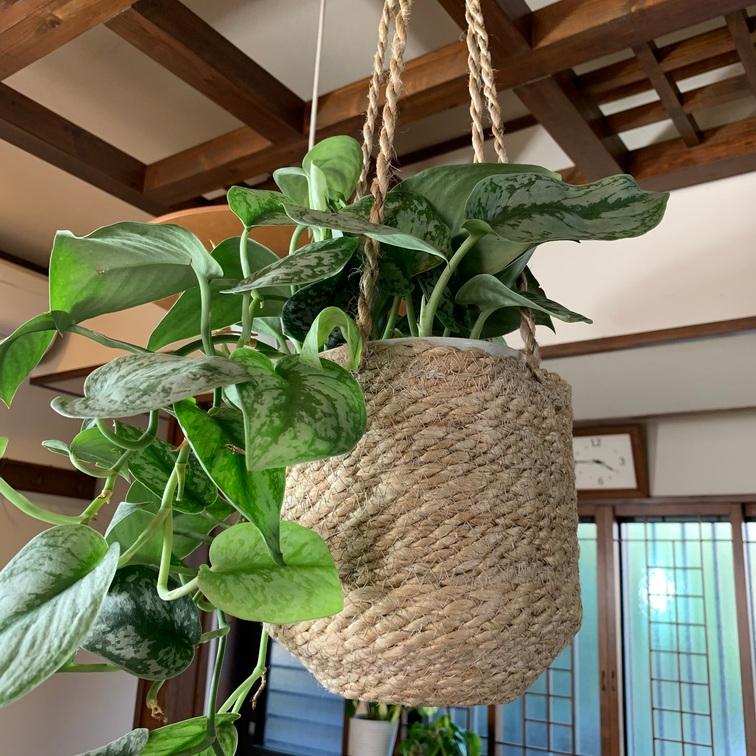 ジュードハンギング　5号　おしゃれ　観葉植物　　室内　引っ越し　ギフト　吊るす　壁掛け |  | 05