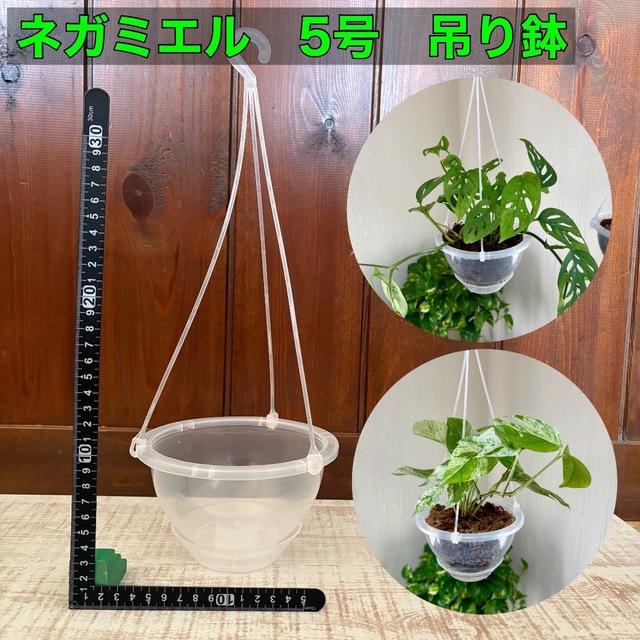 4号　ネガミエル　ハンキング　おしゃれ　観葉植物　　室内　引っ越し　ギフト | 