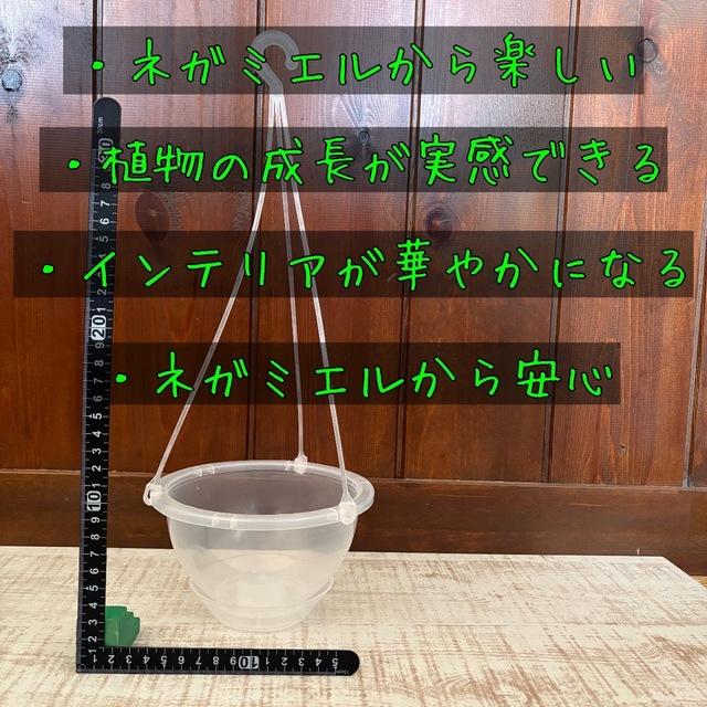 4号　ネガミエル　ハンキング　おしゃれ　観葉植物　　室内　引っ越し　ギフト |  | 01