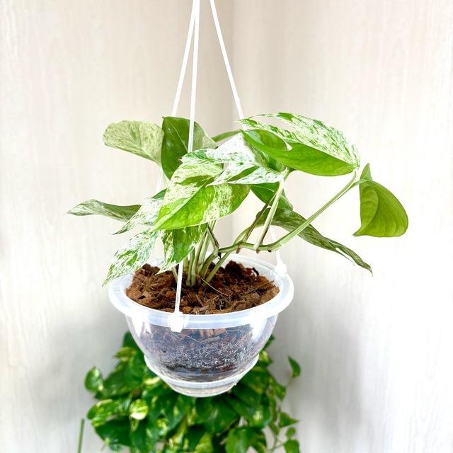 4号　ネガミエル　ハンキング　おしゃれ　観葉植物　　室内　引っ越し　ギフト |  | 03