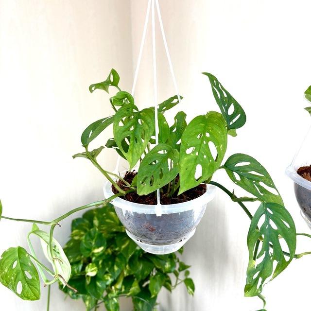 4号　ネガミエル　ハンキング　おしゃれ　観葉植物　　室内　引っ越し　ギフト |  | 04