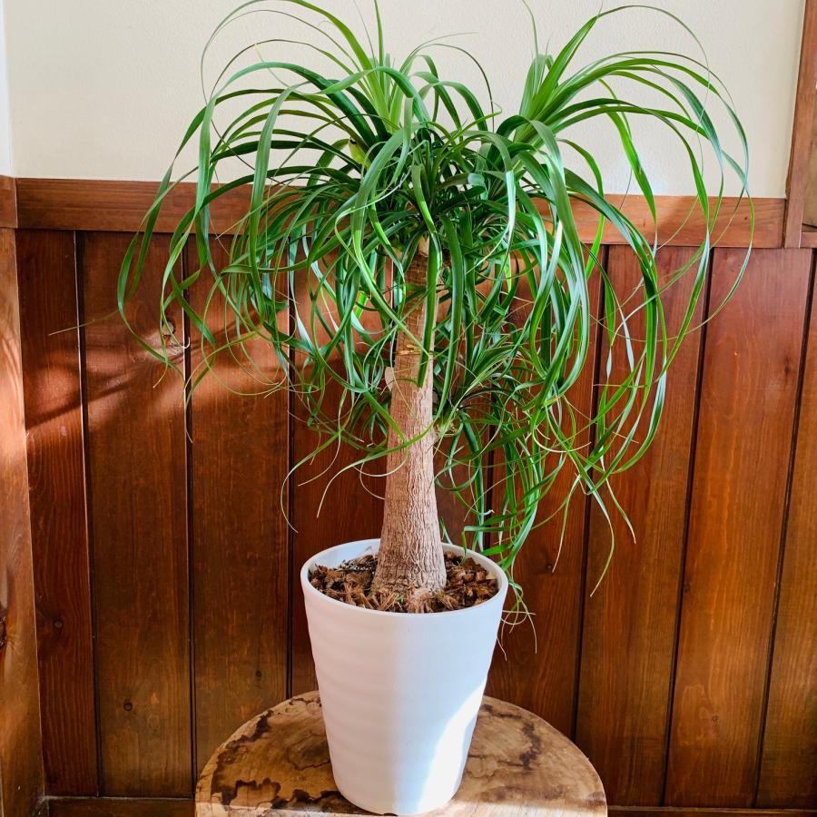 送料無料 トックリラン ポニーテール 6号 セラアート鉢 白 観葉植物
