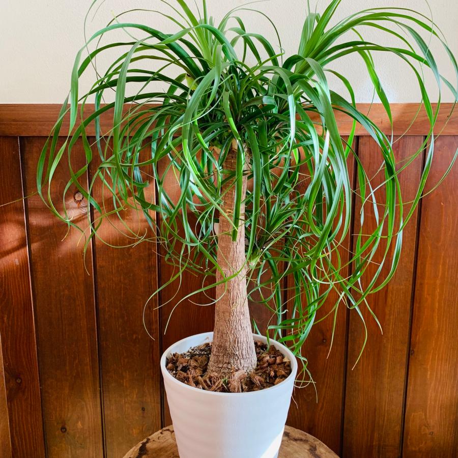 大型 観葉植物 トックリヤシ ポニーテール 大型 観葉植物 トックリヤシ ポニーテール 大型 観葉植物 トックリヤシ