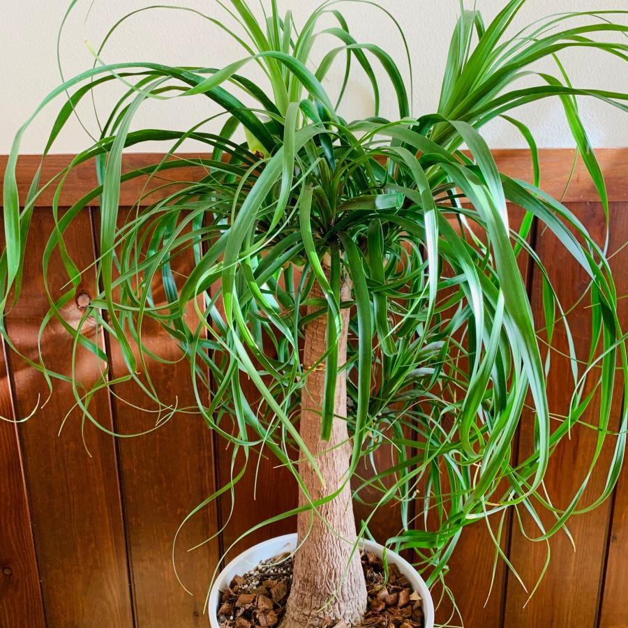 送料無料 トックリラン ポニーテール 6号 セラアート鉢 白 観葉植物