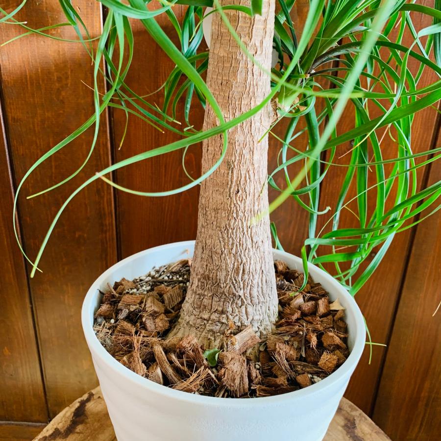 送料無料 トックリラン ポニーテール 6号 セラアート鉢 白 観葉植物