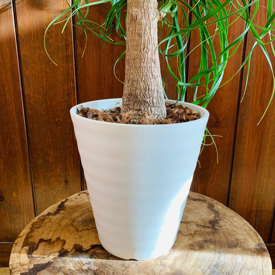 送料無料 トックリラン ポニーテール 6号 セラアート鉢 白 観葉植物