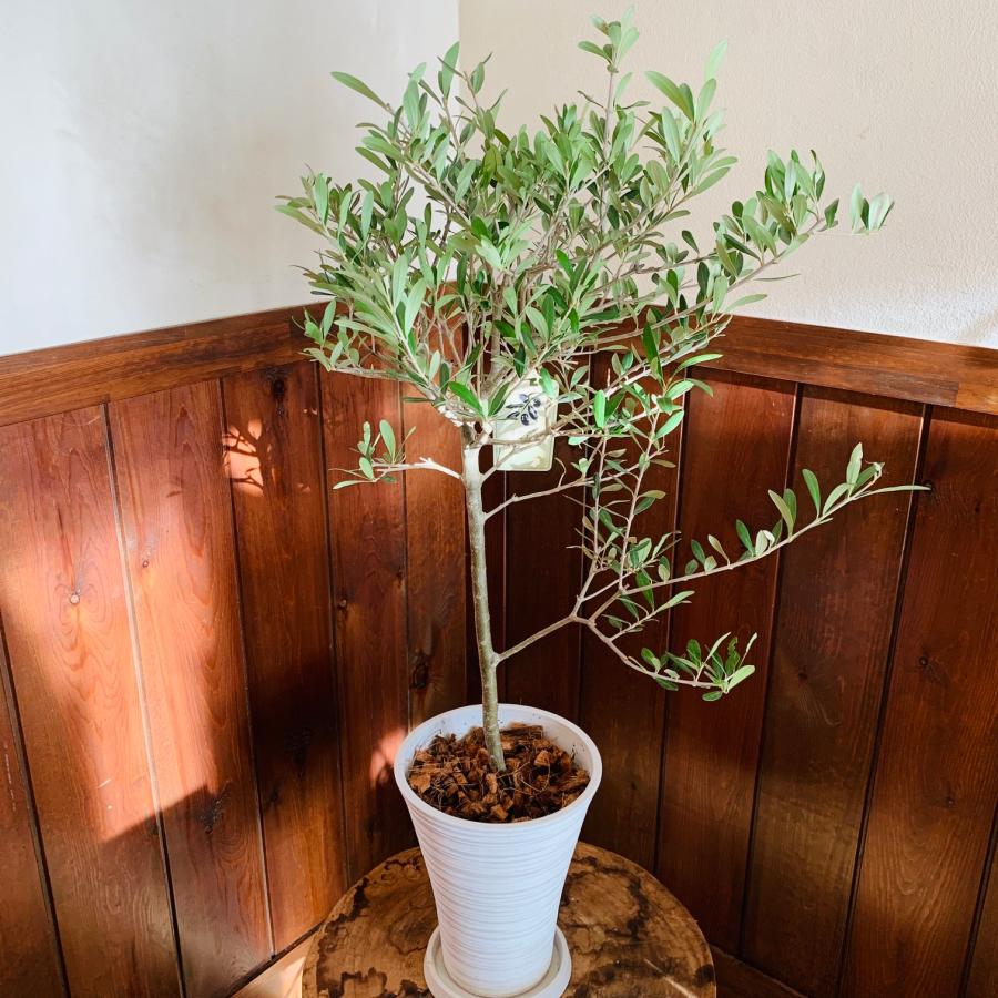 送料無料　平和樹　オリーブの木　6号　プラ鉢　受け皿付き　観葉植物　ギフト　シンボルツリー　引っ越し　新築 | 