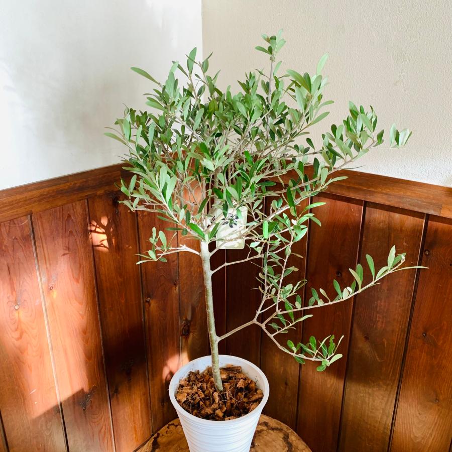 送料無料　平和樹　オリーブの木　6号　プラ鉢　受け皿付き　観葉植物　ギフト　シンボルツリー　引っ越し　新築 |  | 01