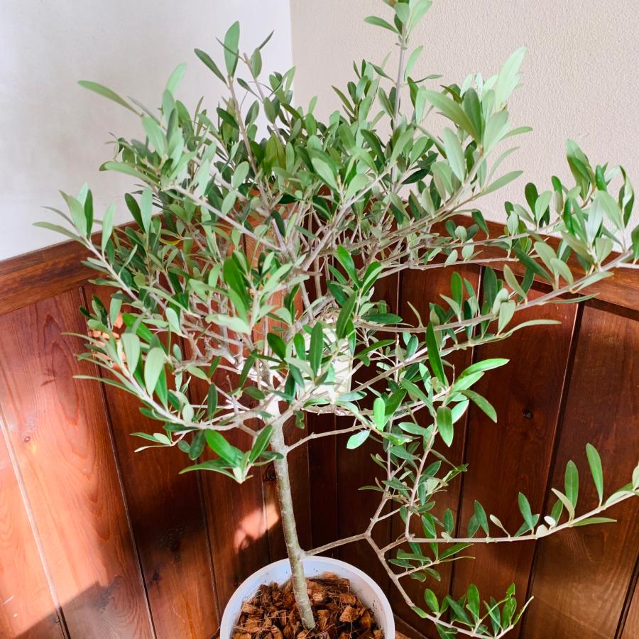 送料無料　平和樹　オリーブの木　6号　プラ鉢　受け皿付き　観葉植物　ギフト　シンボルツリー　引っ越し　新築 |  | 02