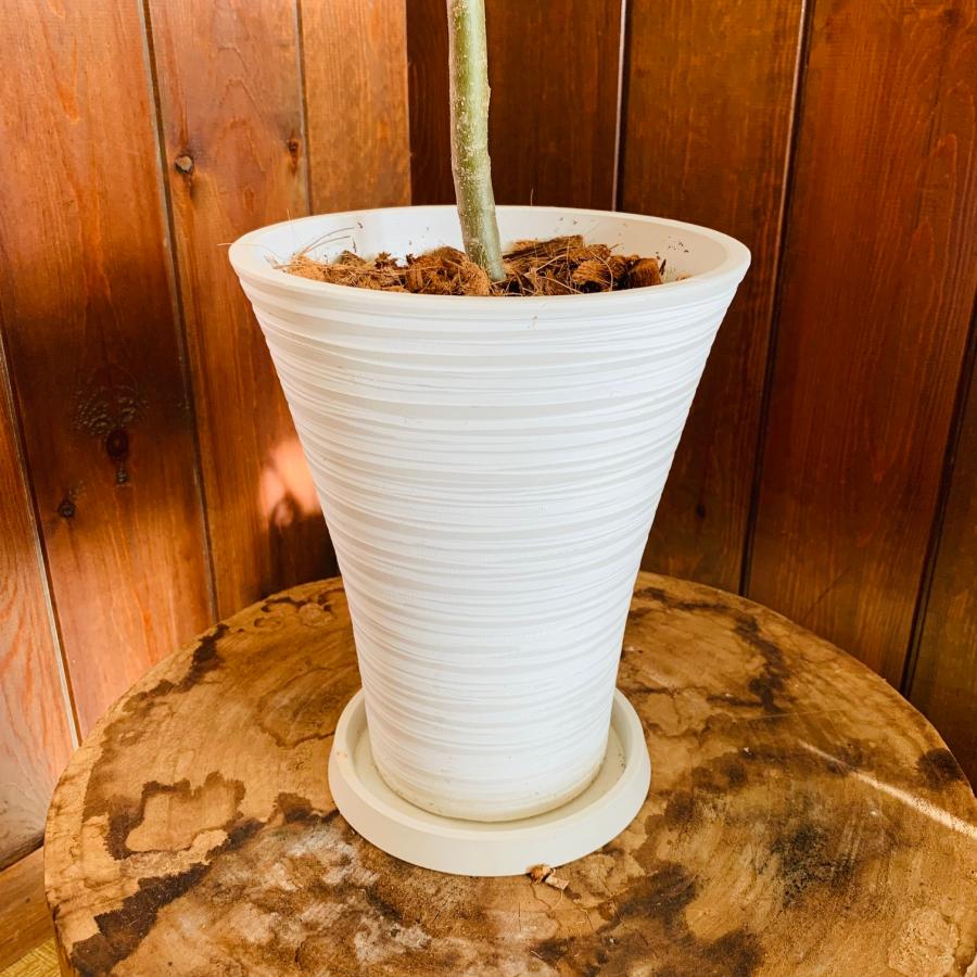 送料無料　平和樹　オリーブの木　6号　プラ鉢　受け皿付き　観葉植物　ギフト　シンボルツリー　引っ越し　新築 |  | 03