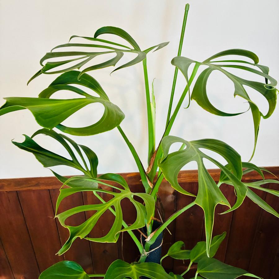 送料無料 モンステラ バールマルクスフレーム 150cm 8号 ブリキ鉢 白