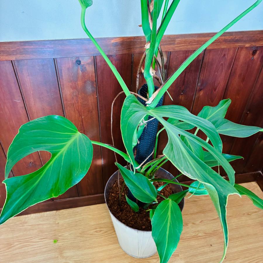 送料無料 モンステラ バールマルクスフレーム 150cm 8号 ブリキ鉢 白