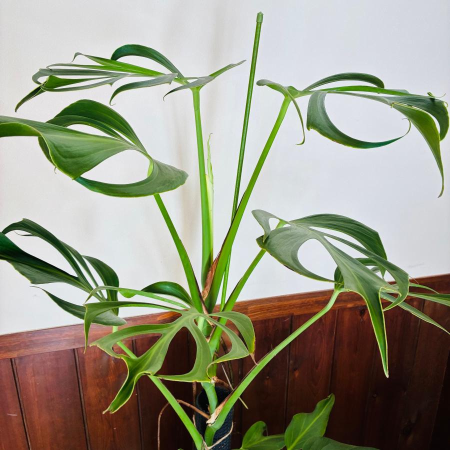 送料無料 モンステラ バールマルクスフレーム 150cm 8号 ブリキ鉢 白