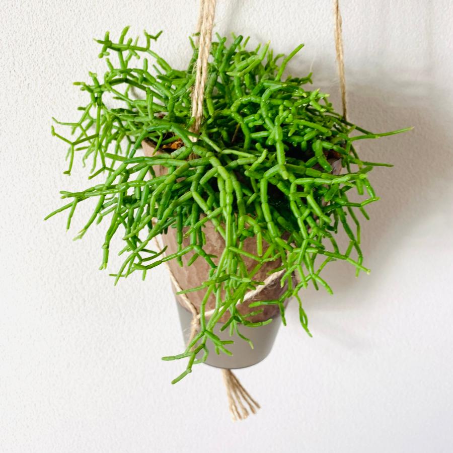 おしゃれ　観葉植物　吊り下げ　リプサリス 　ケレウスケラ　ハンキングアロマ鉢　4号　受け皿キャップ付き　インテリア　多肉植物　引っ越し　 |  | 01