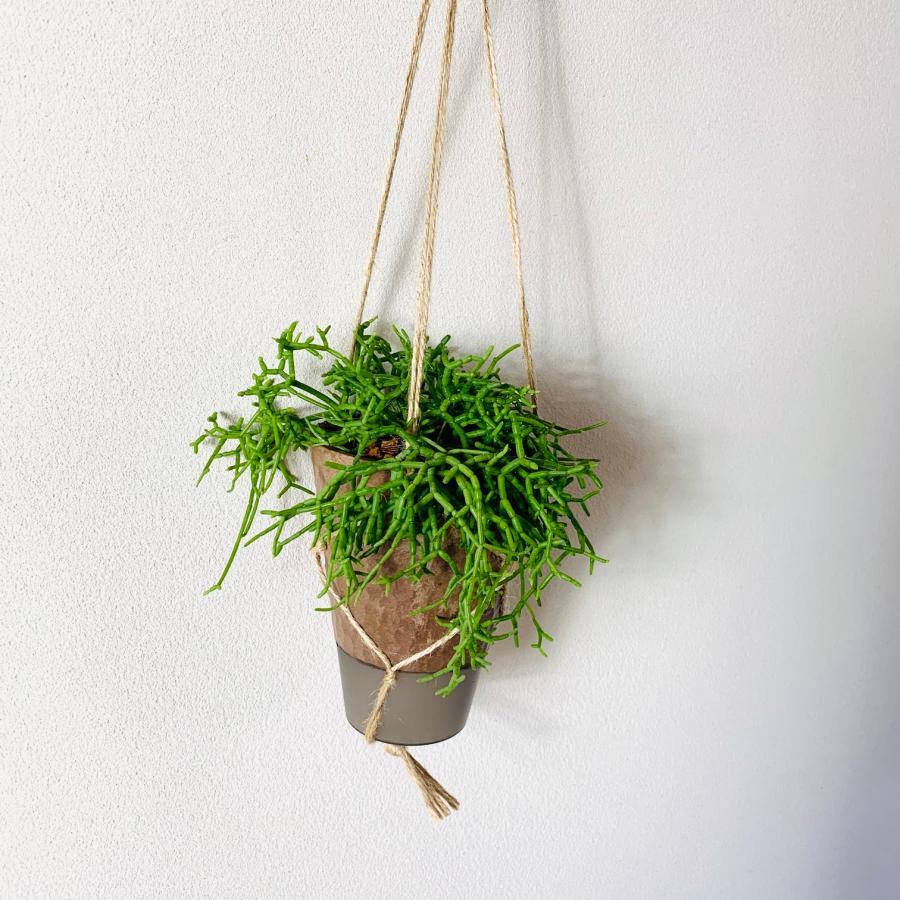 おしゃれ　観葉植物　吊り下げ　リプサリス 　ケレウスケラ　ハンキングアロマ鉢　4号　受け皿キャップ付き　インテリア　多肉植物　引っ越し　 |  | 02