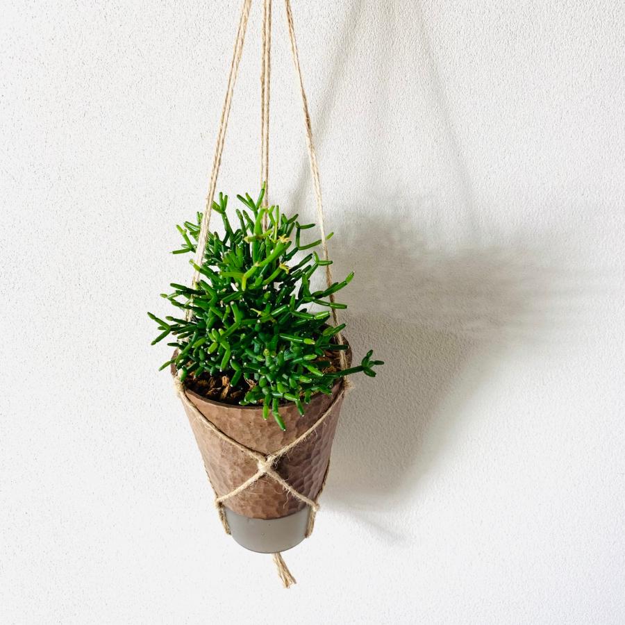 おしゃれ 観葉植物 吊り下げ リプサリス ハティオラ バンブソイデス