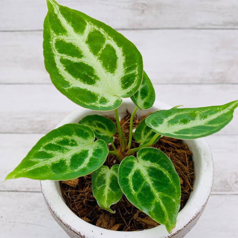 アンスリウム　ドラヤキ　3号　白陶器鉢　受け皿付き　インテリア　おしゃれ　観葉植物　引っ越し　植木鉢 |  | 02