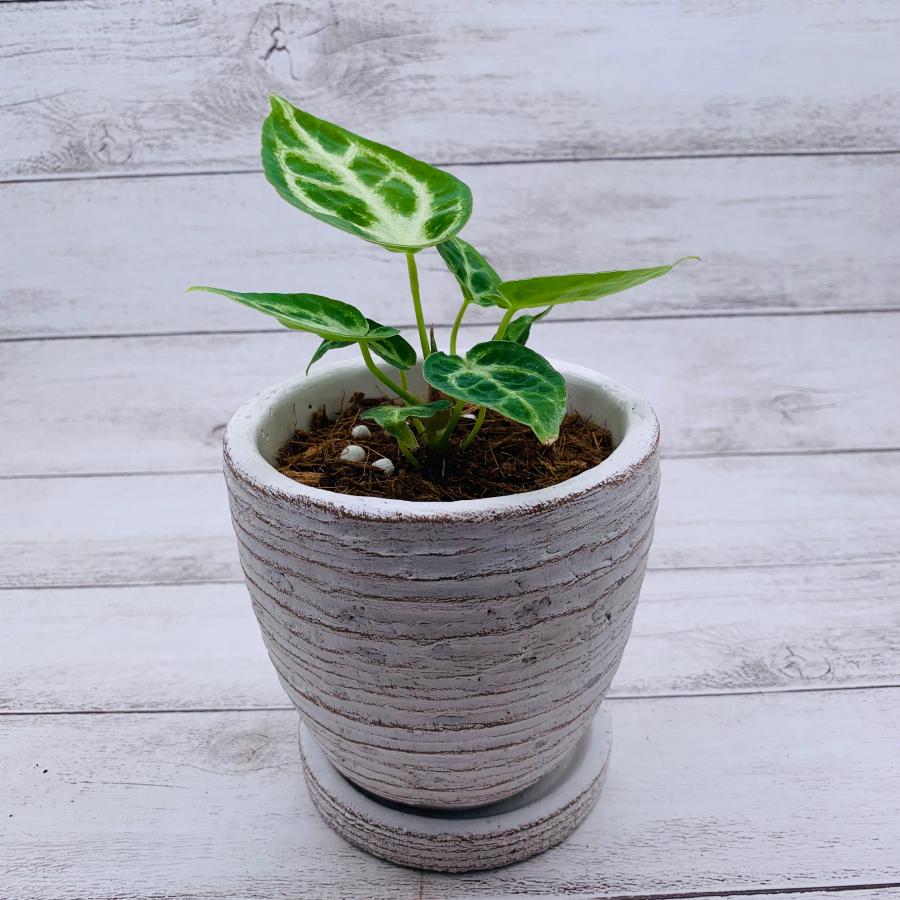 アンスリウム　ドラヤキ　3号　白陶器鉢　受け皿付き　インテリア　おしゃれ　観葉植物　引っ越し　植木鉢 |  | 03