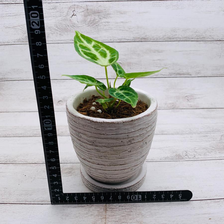 アンスリウム　ドラヤキ　3号　白陶器鉢　受け皿付き　インテリア　おしゃれ　観葉植物　引っ越し　植木鉢 |  | 04